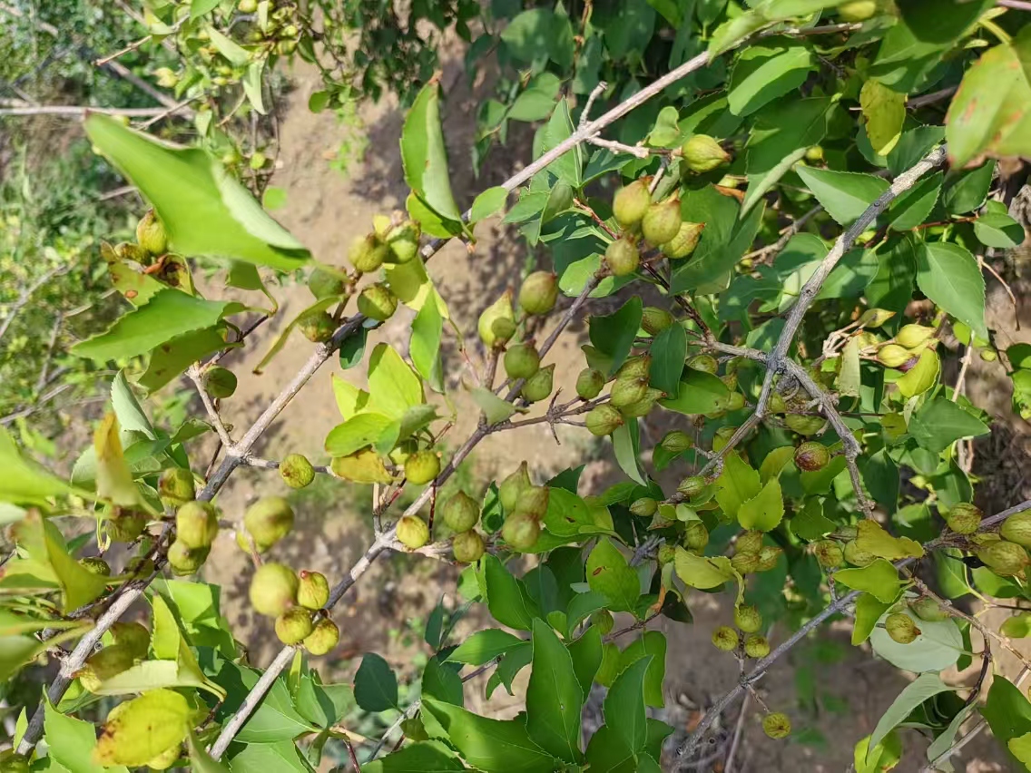 青翘植株挂果特写