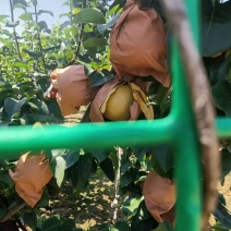 秋月梨纯甜无渣自家种植欢迎新老客户致电价格详谈