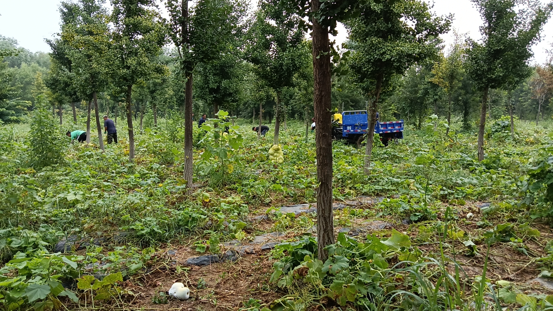 农民在田间收获一串铃小冬瓜