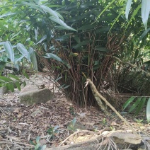 益智苗