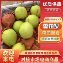 赵县雪花梨产地直供大量有货，供超市电商批发市场等全国发货