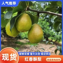 河北玉露香梨精品香梨大量上市个个脆甜汁多甜美欢迎考察合作