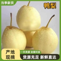 精品60鸭梨皮薄汁多价格低产地直销为河北减仓