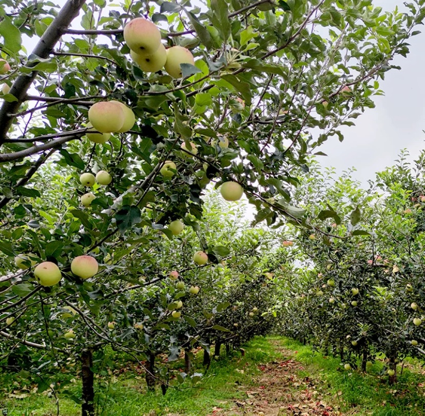 清晨的果园里,几位果农正忙碌地采摘树上的美八苹果。他们手持篮子,小心地将成熟的苹果摘下放入筐中。周围树木整齐排列,空气中弥漫着清新的果香,阳光洒满整个果园 果农采摘美八苹果场景