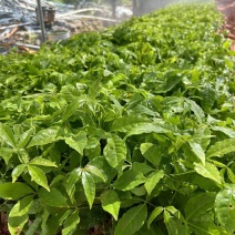 钦州三叉苦苗现挖现发根系发法南药种植好品种基地直供