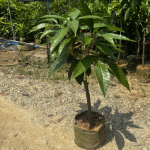 AL罗斯果树苗带榴莲香味早上四季丰产易管理