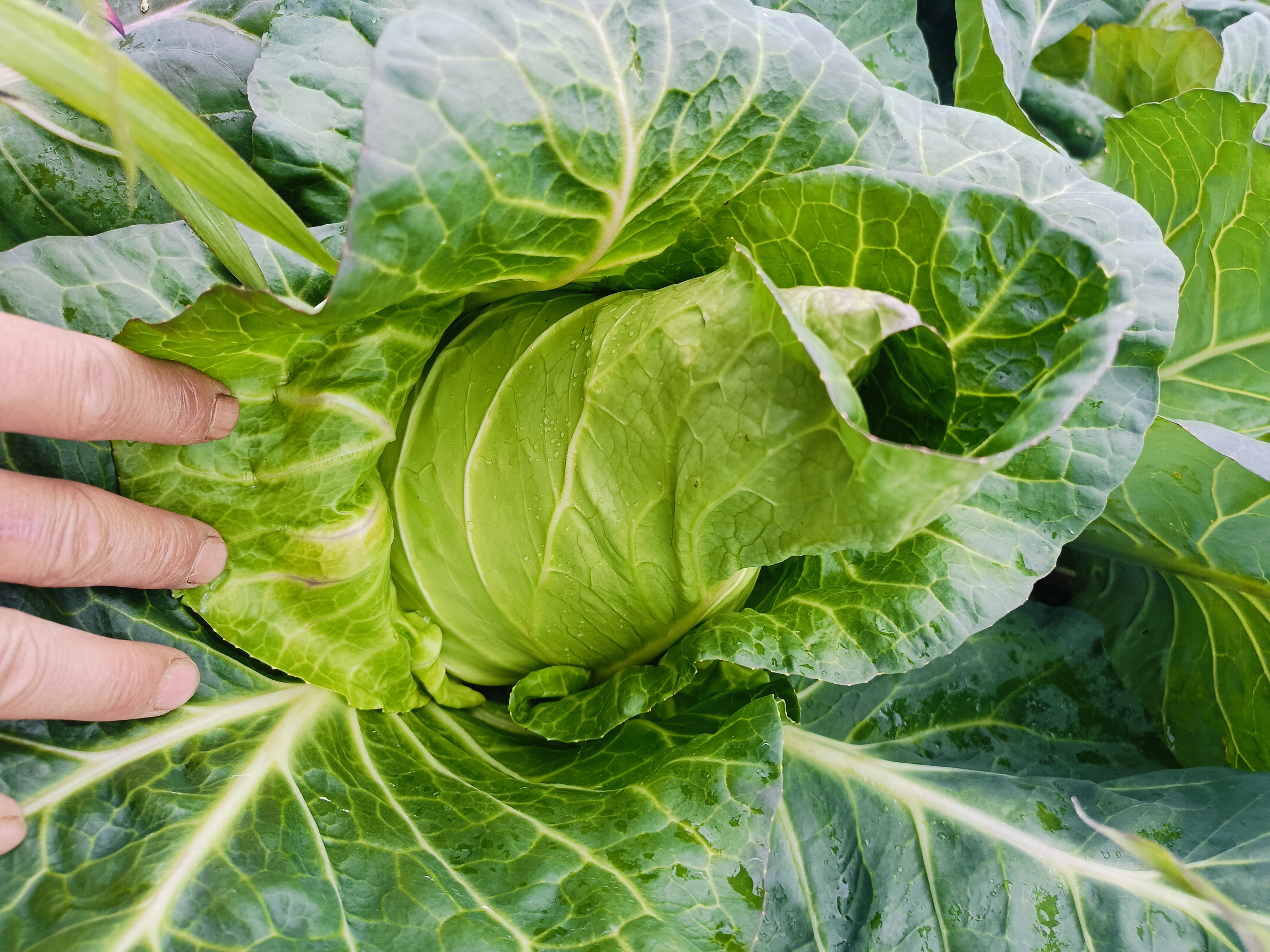 紫钻6号在超市货架上的陈列效果