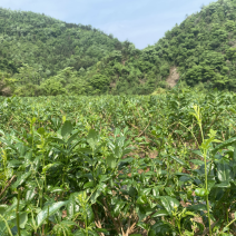 莓茶