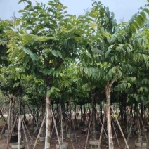 大叶紫薇5～15公分基地直销规格齐全质量保证