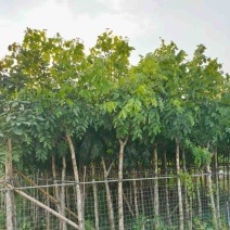 腊肠树5～15公分产地直发规格齐全质量保证