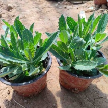 桑托斯马鞭草马鞭草苗马鞭草杯苗马鞭草种苗