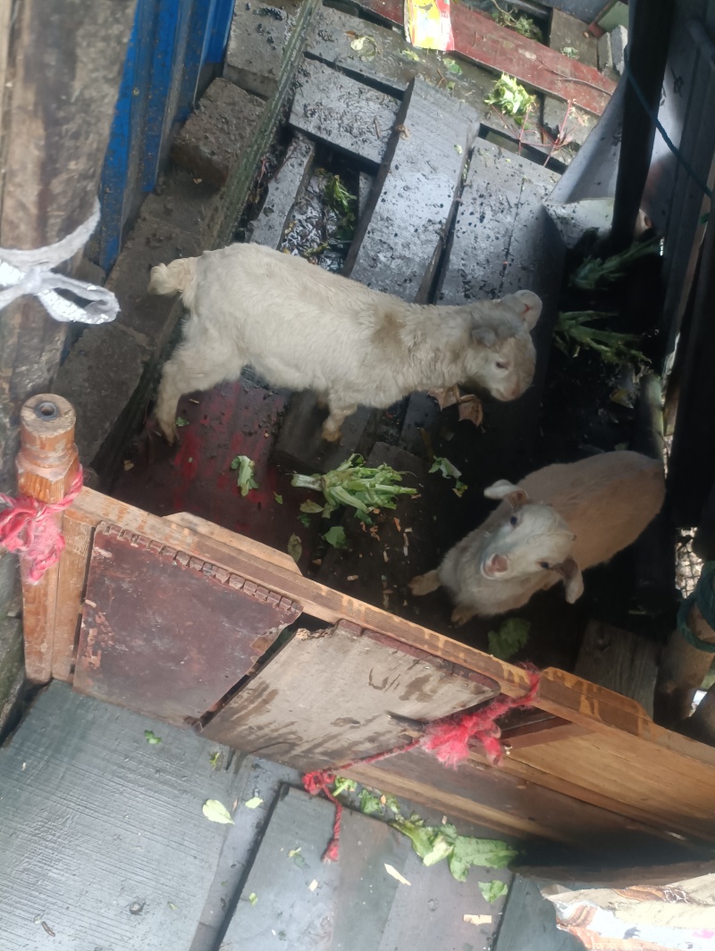 湖北黄石阳新县活羊 28.00元/斤黑白棕色跑山羊