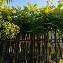 光杆麻楝8～15公分产地直发规格齐全质量保证
