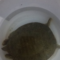 甲鱼