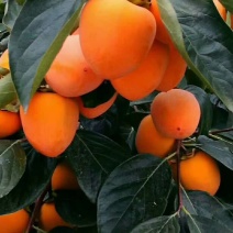 陕西富平柿饼