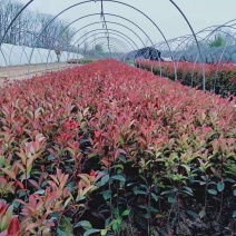 红叶石楠杯苗