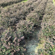 红花继木球50～1.5米产地直发规格齐全质量保证
