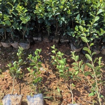 [牛]苗圃直供常绿耐寒茶梅杯苗茶梅地苗茶梅扦插芽苗耐修剪易成活