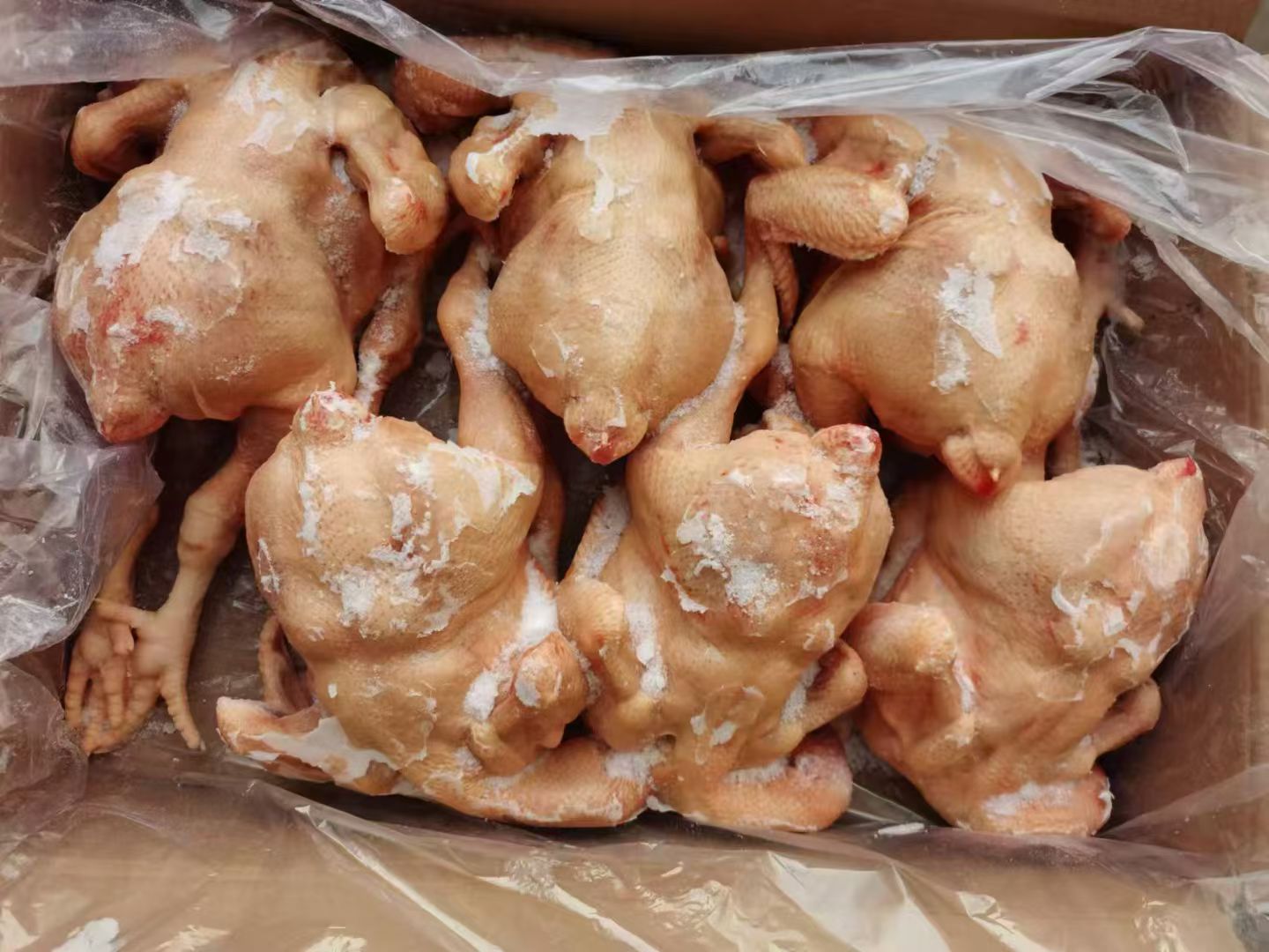 冰栗子冷冻前分装在密封袋中