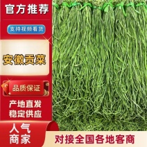 精品贡菜贡菜干产地直发大量现货，视频看货，价格包您满意