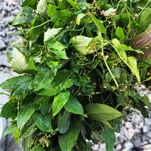 刺梨鲜果