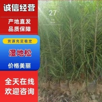 优质湿地松苗源头货现挖现发保成活量大从优