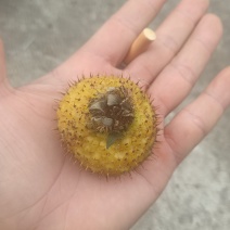 刺梨又名：巢丝花、刺石榴、送春归