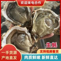 大连海王九岛深海冷水烧烤级别生蚝大量现货