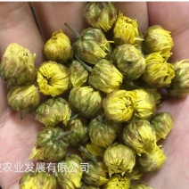 湖北福白菊