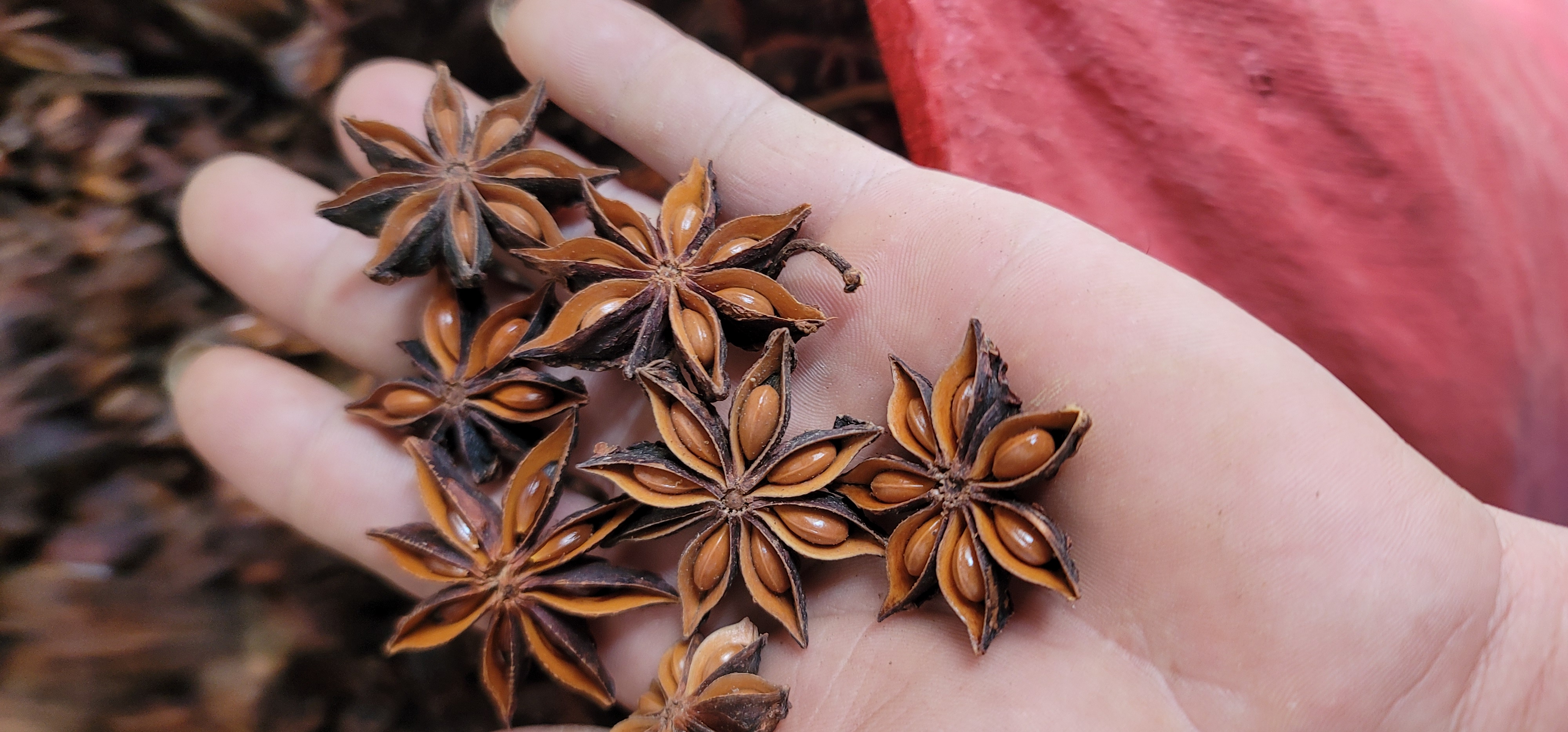 展示八角完整果实的高清图片,八角呈星形,颜色为红棕色 八角实物图