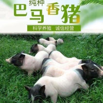 巴马香猪