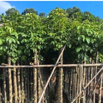 光杆秋枫5～15公分产地直发规格齐全质量保证