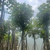 芒果树15～18公分产地直发规格齐全质量保证