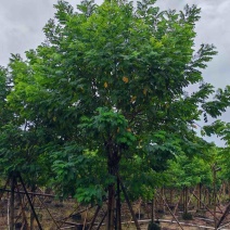 黄槐3～10公分产地直发规格齐全质量保证