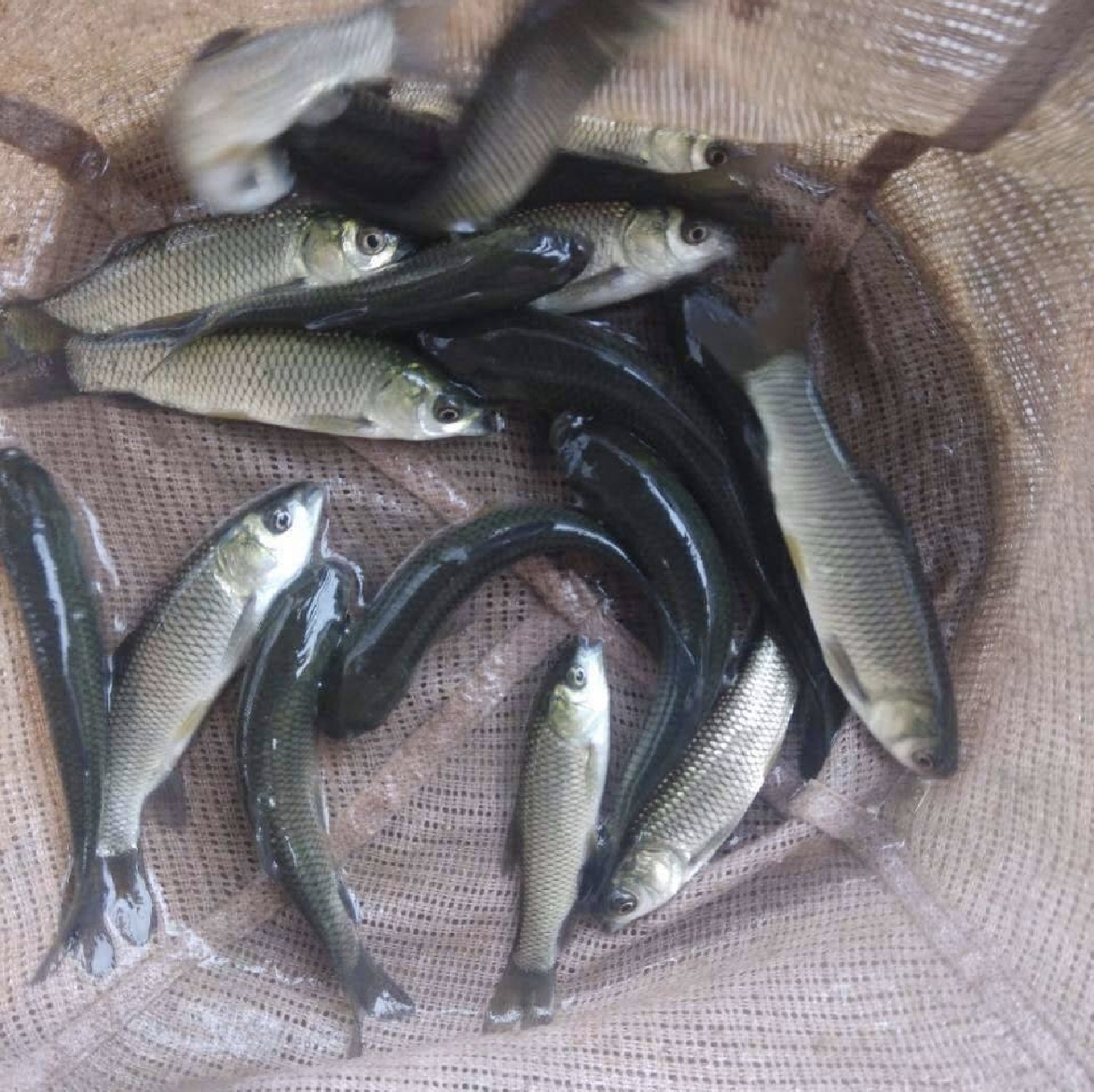 小龙虾捕捞与分级处理