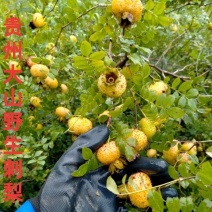 干刺梨维生素C含量丰富，可以泡酒泡水都是很好的选择