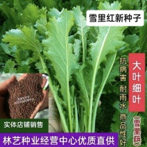 雪里红种子大叶细叶九头鸟雪里蕻阳台盆栽四季蔬菜秋季雪菜种