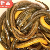 黄鳝苗批发，优质黄鳝苗大量出售，鳝鱼苗养殖售后服务跟踪