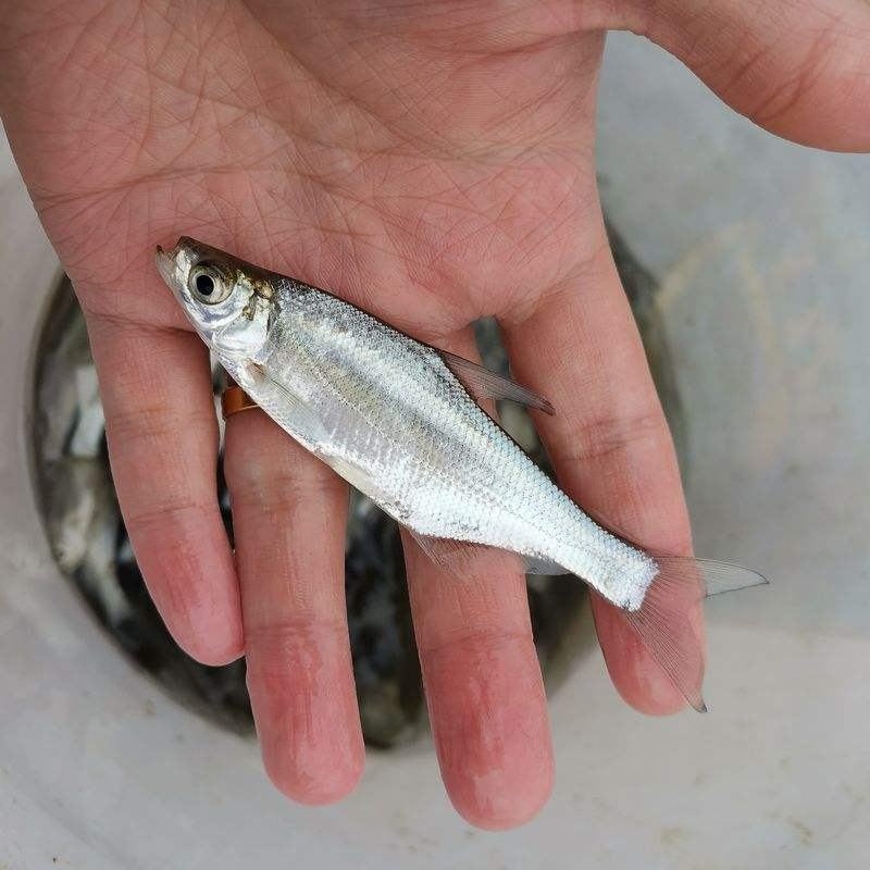 四川成都金堂县翘壳鱼苗 0