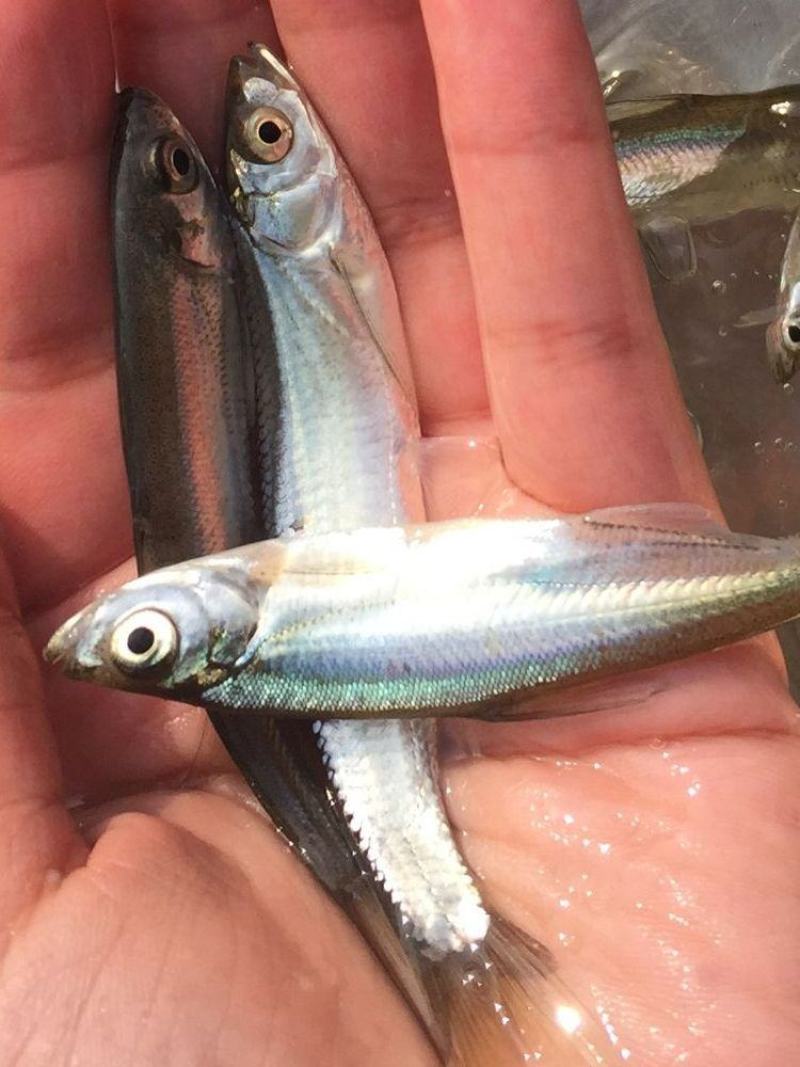 四川成都金堂县翘壳鱼苗 0