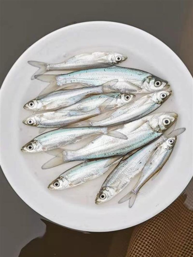 四川成都金堂县翘壳鱼苗 0