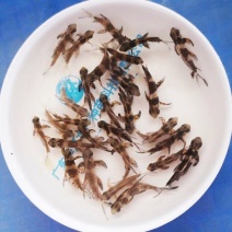 胭脂鱼苗养殖，胭脂鱼苗富贵鱼越养越富贵，全国发货