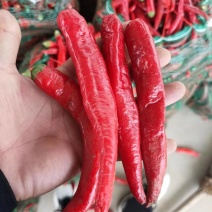 津红2号三号线椒津韩红大量供应品种齐全全国发货