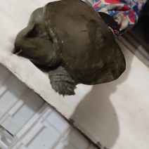 露天成品甲鱼，老塘甲鱼