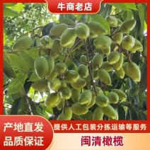 闽清二号甜橄榄产地直供，物美价廉，欢迎外贸、电商团队接洽
