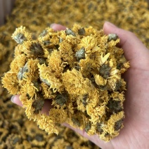 婺源皇菊
