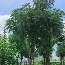 黄槐5～10公分产地直发规格齐全质量优质