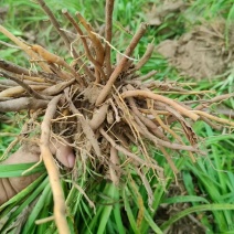黄花菜苗（优质黄花菜种苗）现挖现发