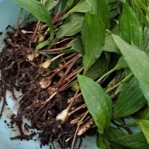 毛慈菇种苗大量有货欢迎各位老板随时进店咨询