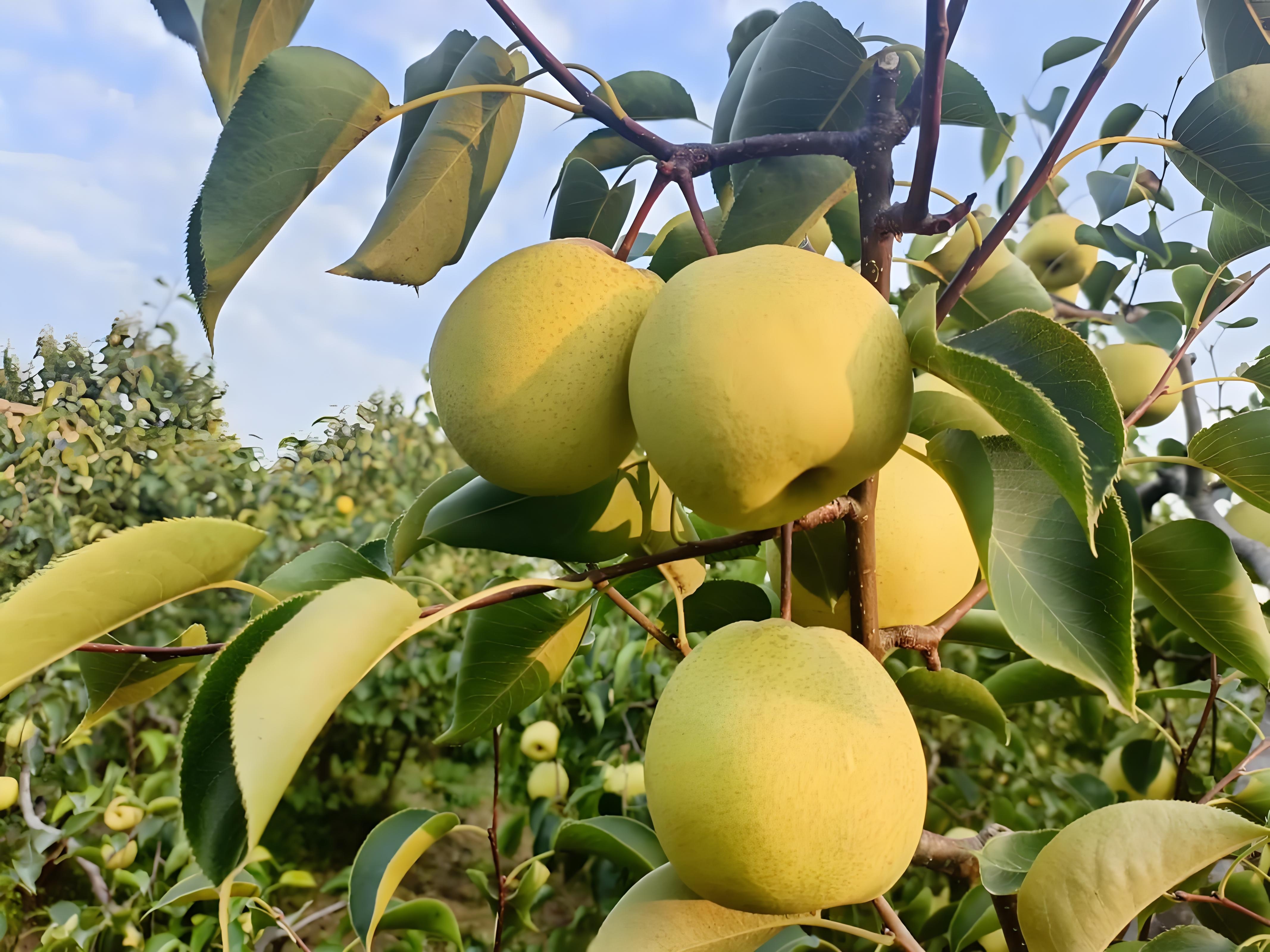 成熟的澄城酥梨单果特写,果皮呈淡黄色,表面光洁无锈斑,果点细小均匀,果柄完整,切开后果肉洁白、汁水丰富,背景虚化体现新鲜质感 澄城酥梨果实特写展示
